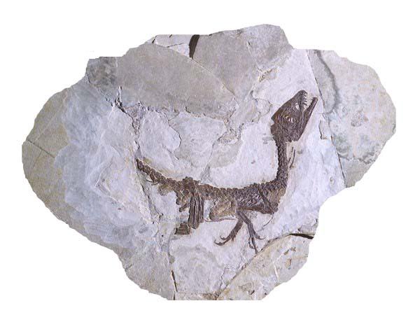 Scheda descrittiva: Scipionyx samniticus